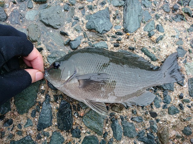 showPhoto (640×480)