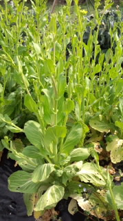 青梗菜の菜の花2016