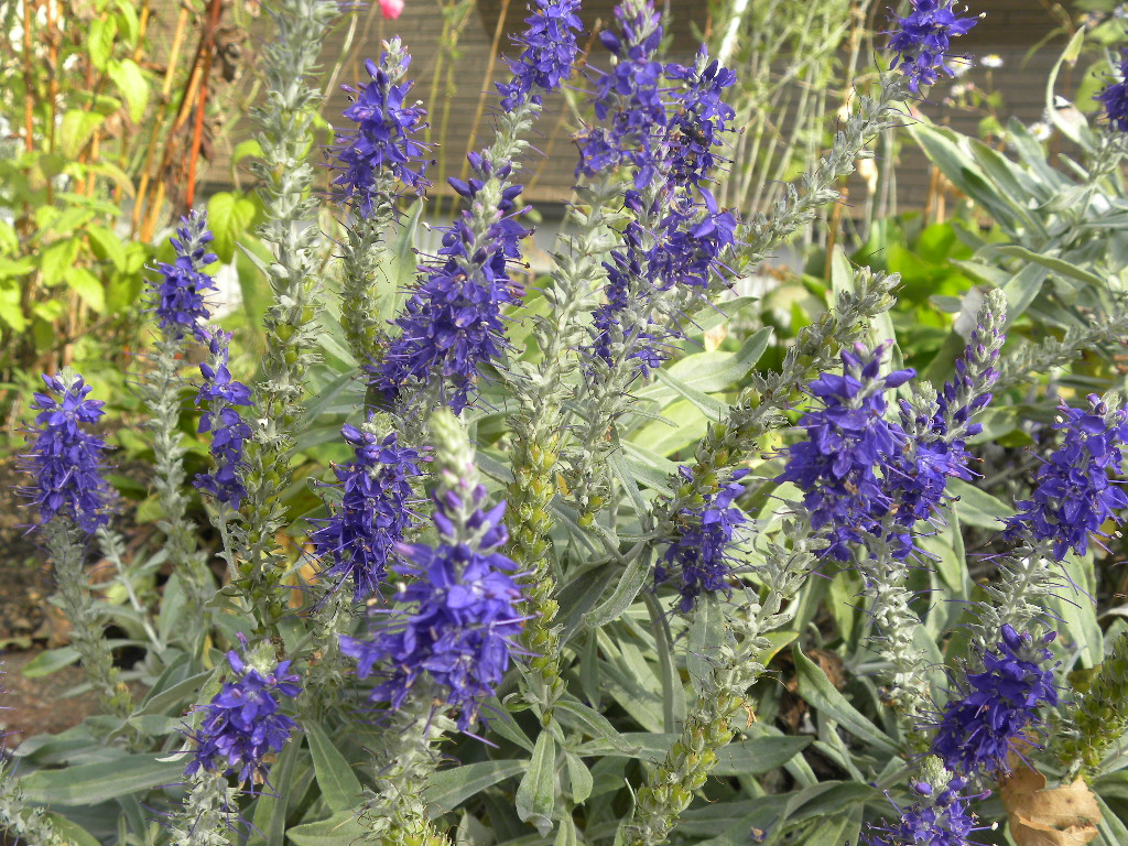 DSCN9461.JPG