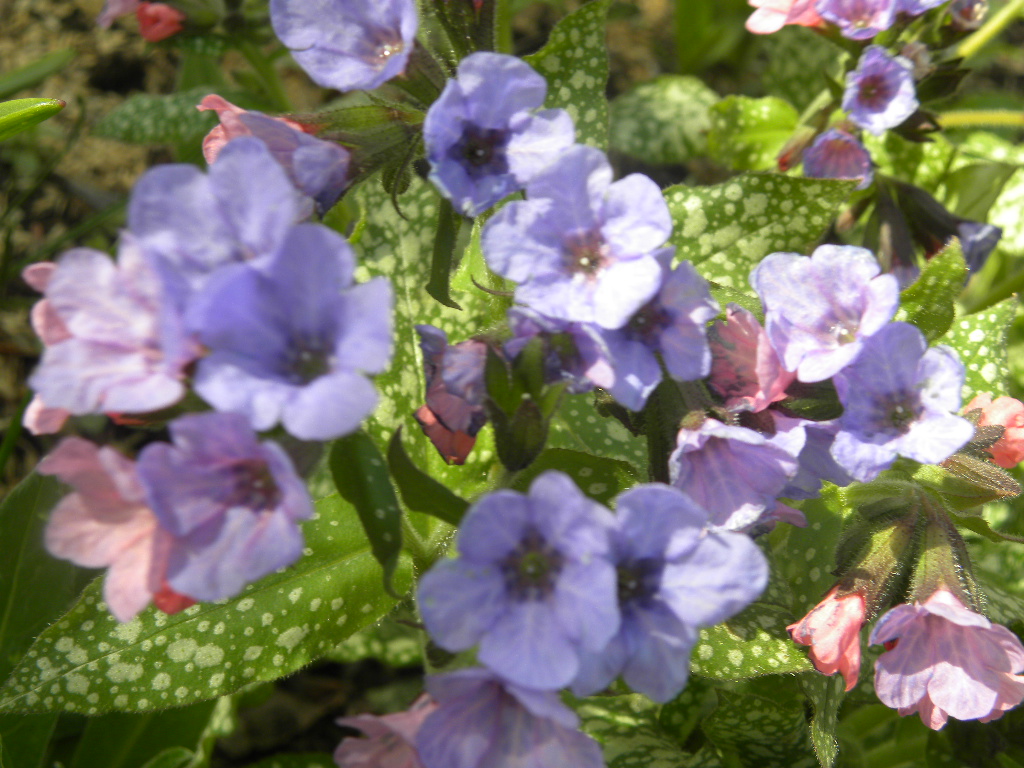 DSCN1099.JPG