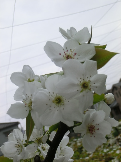 梨の花 (2).JPG