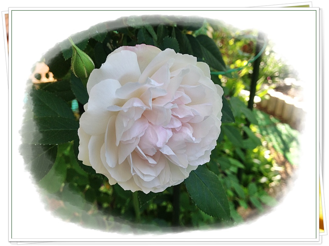 薄いピンクの蔓バラ_2015-05-01_07-37-04.JPG