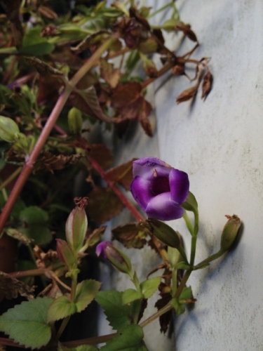 IMG_2591 (480x640).jpg