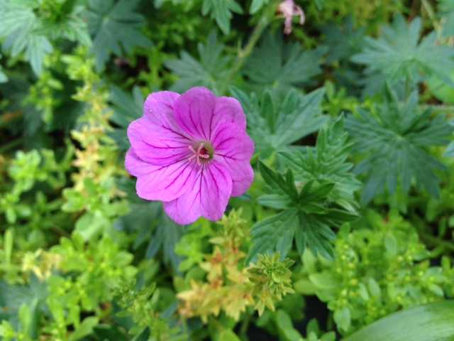 IMG_8962 (640x480).jpg