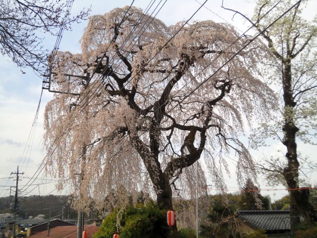 平久江家の樹齢400年の桜