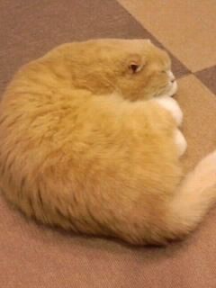 丸いほっぺの猫