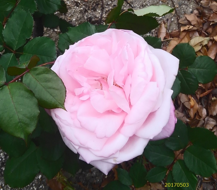 薔薇1520170503.jpg