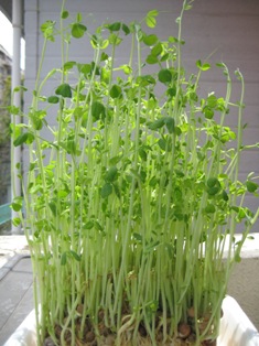 ４月　試演会 027.JPG