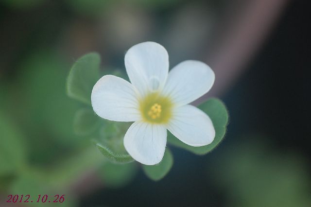 DSC_4264.JPG