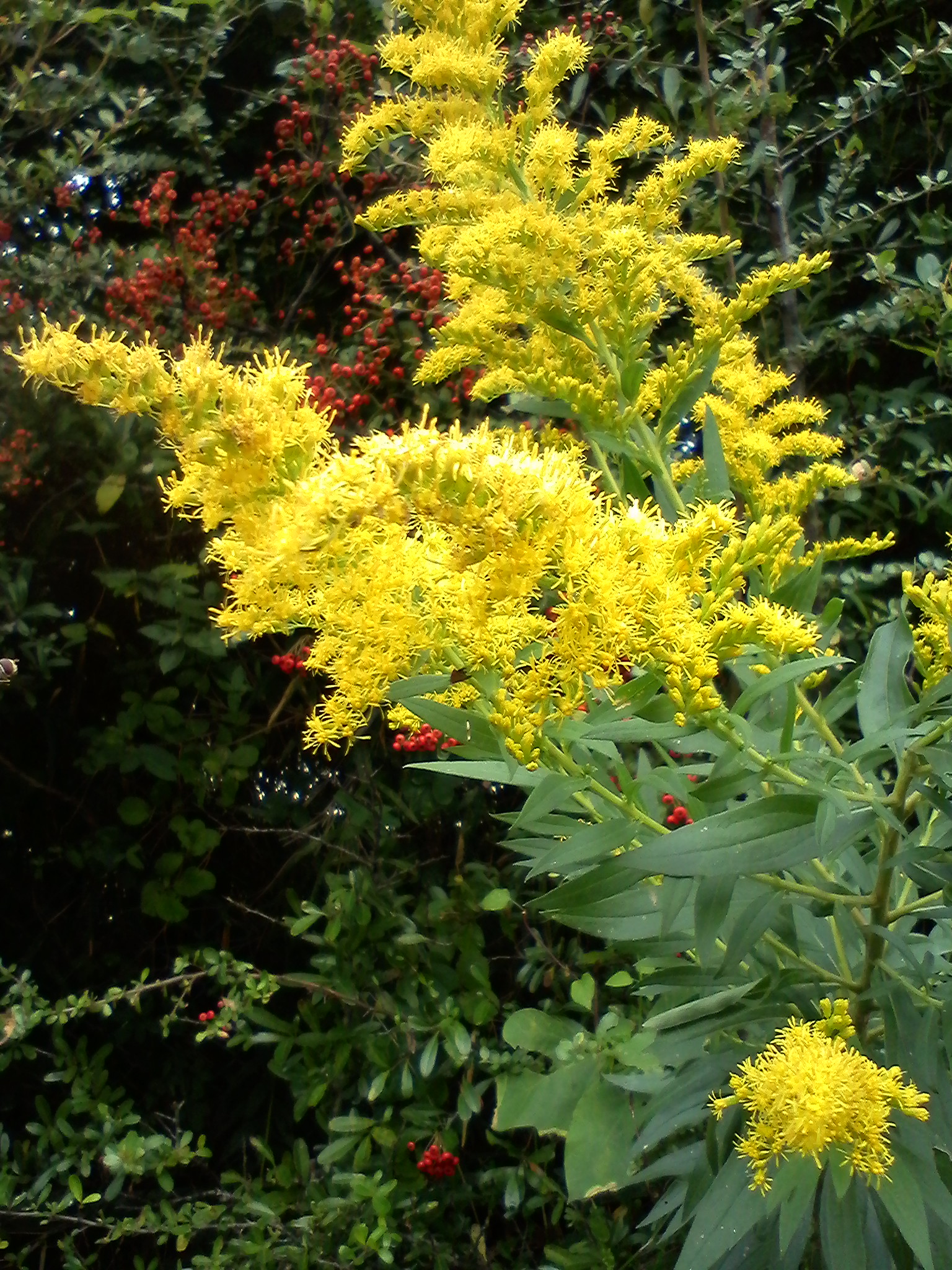 あわだち草 (1).JPG