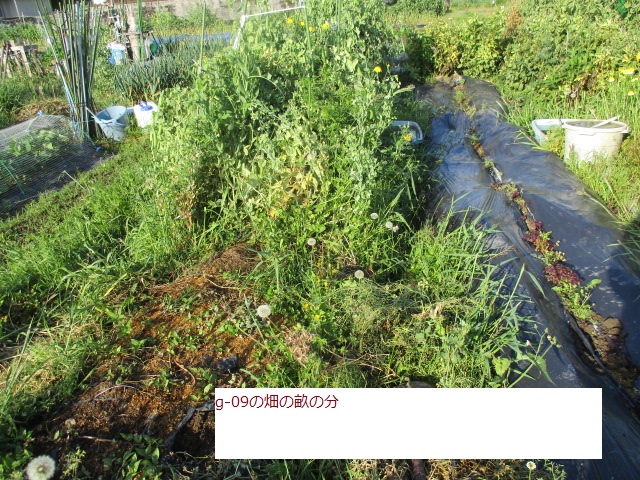 g09.JPG