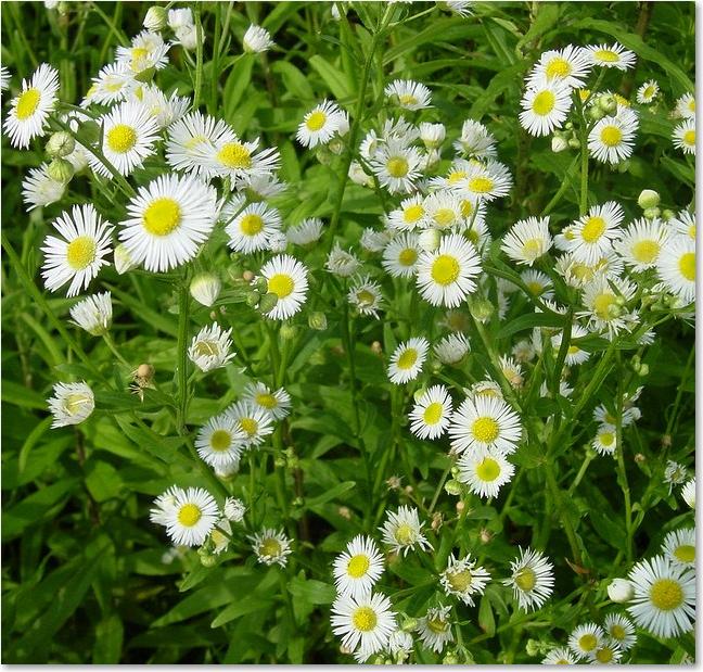 30白い花アップ