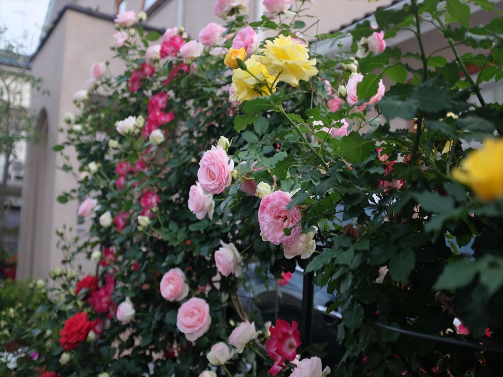 DSCF1196_R.JPG