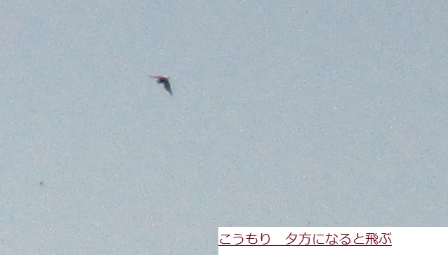 こうもり.JPG