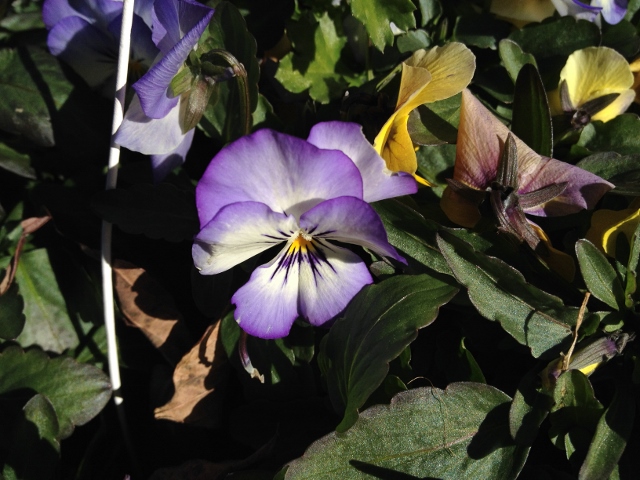 IMG_2569 (640x480).jpg