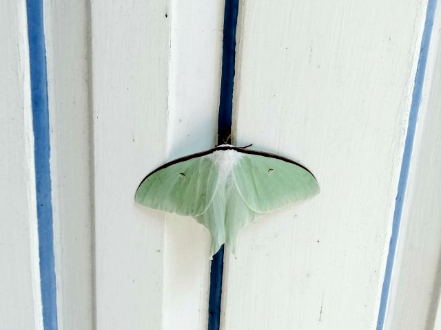 250619ohmizuao.jpg