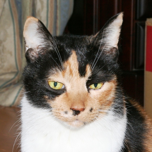 家族紹介用画像フォルダ