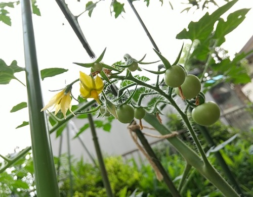 ミニトマトは過保護に支柱立て 可愛い花は元気です ネコ様とガーデニング 楽天ブログ