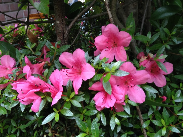 IMG_9175 (640x480).jpg