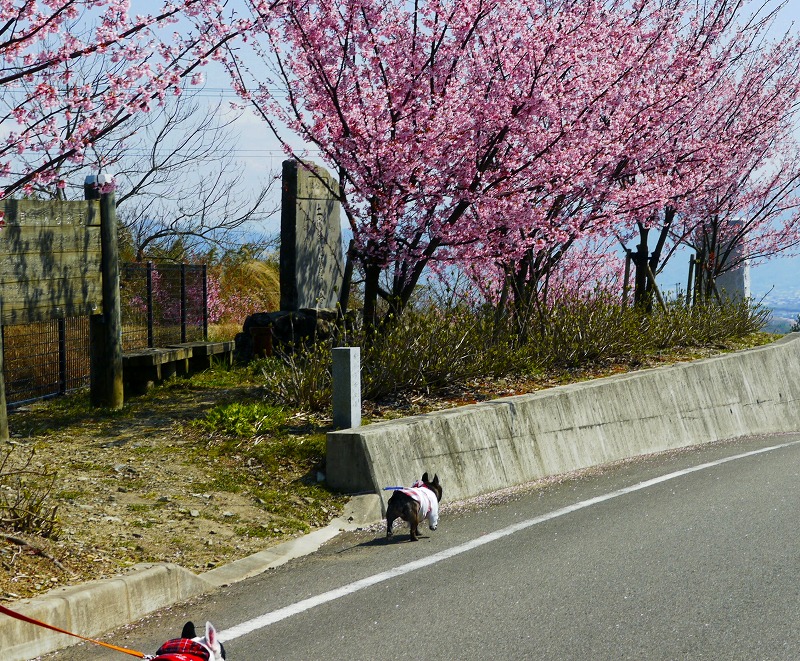 さくらが満開1.jpg