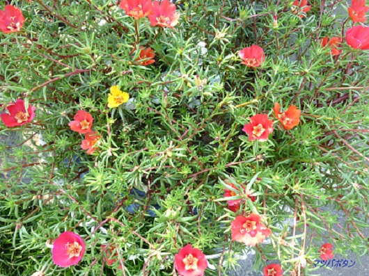 P1050859-001.JPG