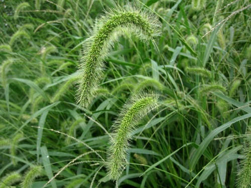 アキノエノコログサの花 花序の色や形に疑問が残ったエノコログサも 立川市 泉町西公園での自然観察 その10 しろうと自然科学者の自然観察日記 楽天ブログ