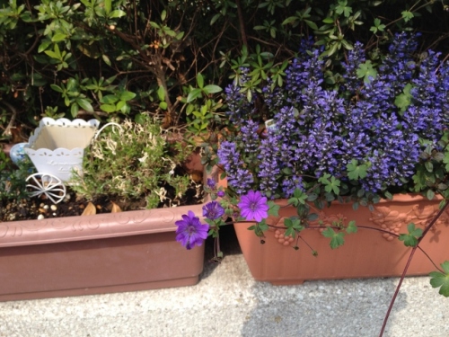 IMG_6964 (640x480).jpg