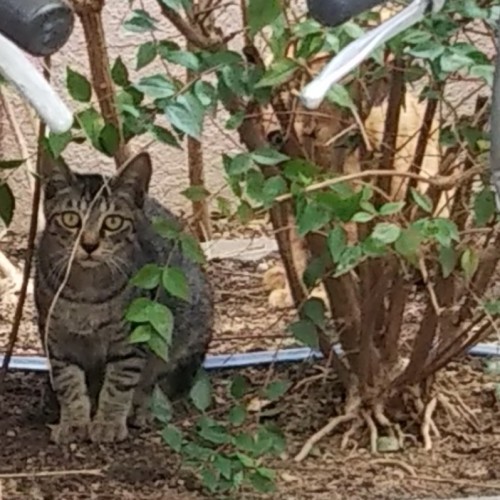 もう1匹隠れてまーす2019