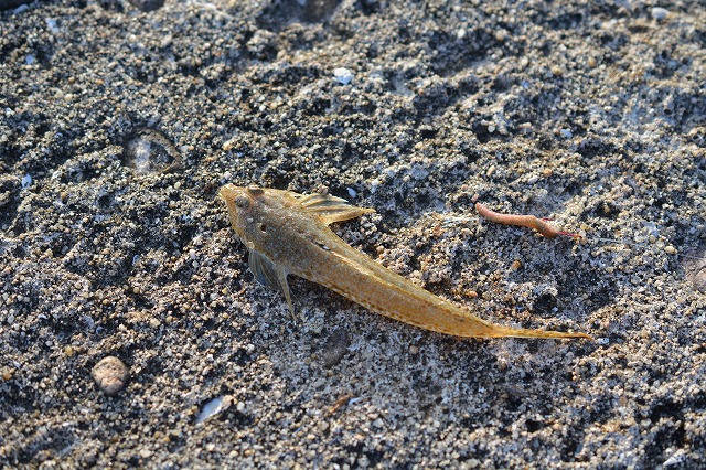 showPhoto (640×426)