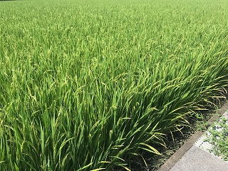 田んぼ.jpg