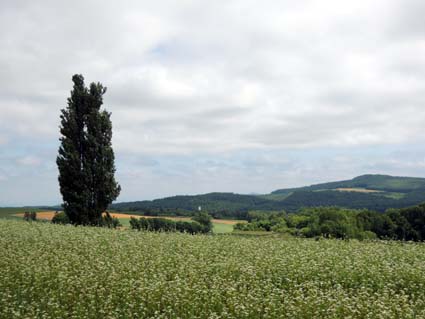 03 ケンとメリーの木.jpg