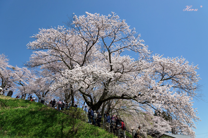 0428滝桜７.jpg