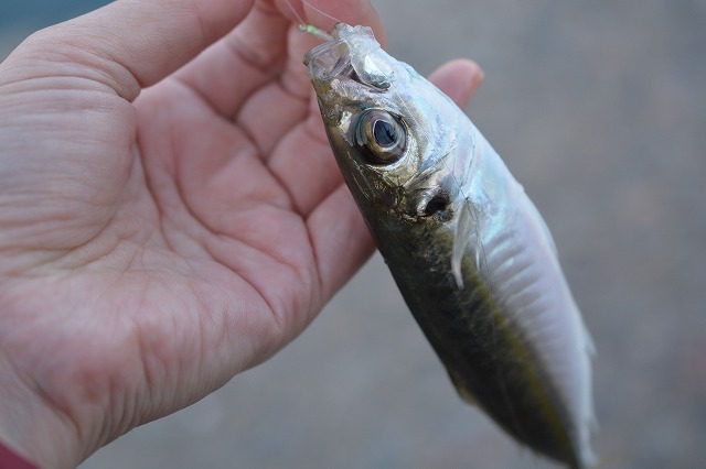 showPhoto (640×426)