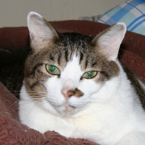 家族紹介用画像フォルダ