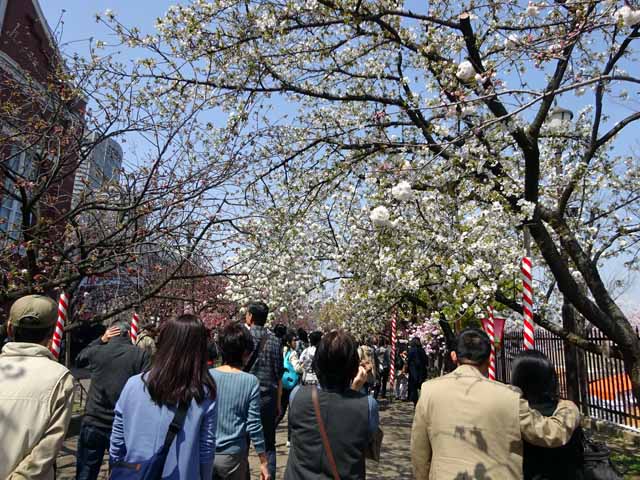 造幣局通り抜け (87).JPG