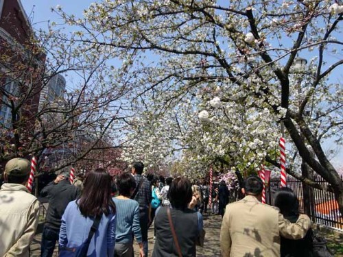 造幣局通り抜け (87).JPG