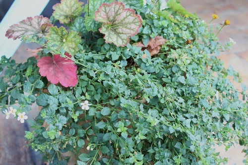 マルブン (16).JPG