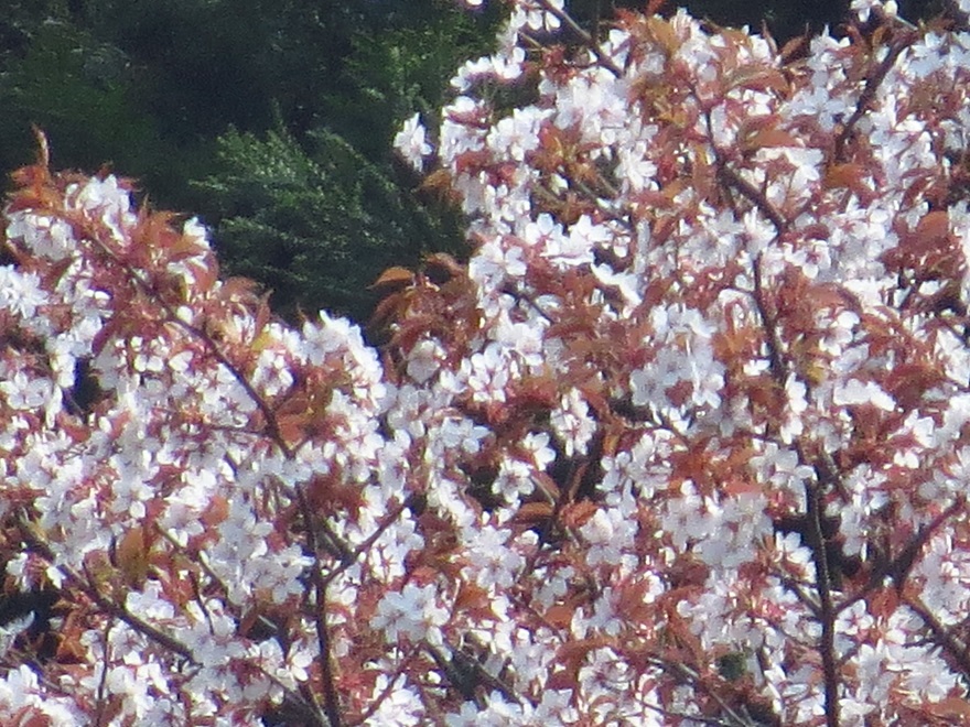 山桜2308.jpg