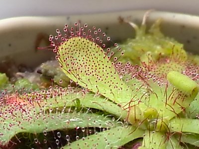 ドロセラ モウセンゴケ の栽培 僕の食虫植物日記 楽天ブログ