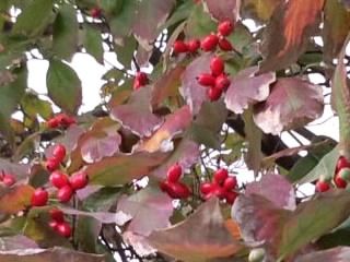 クリスマスカラーのハナミズキの実2016