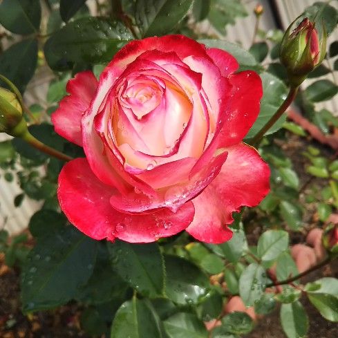 赤の縁取り薔薇と蕾2018