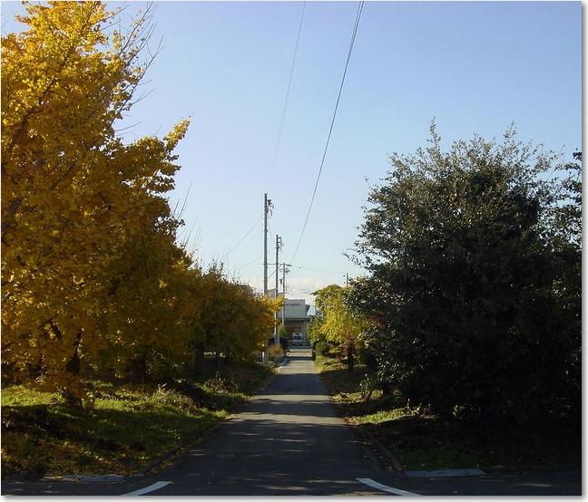 20路地も黄葉.JPG