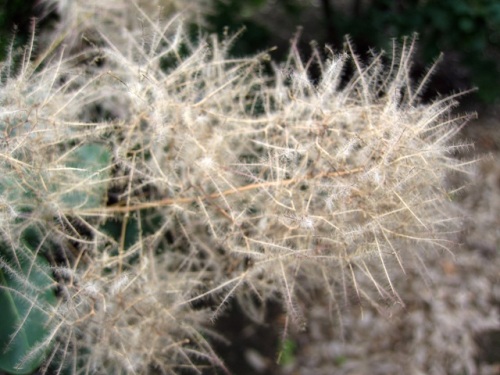 煙に巻く はかない青春 の花言葉がつけられたスモークツリー 煙の木 の花と果実 自然観察の振返り 19 ウルシ科の植物 第1回 しろうと自然科学者の自然観察日記 楽天ブログ