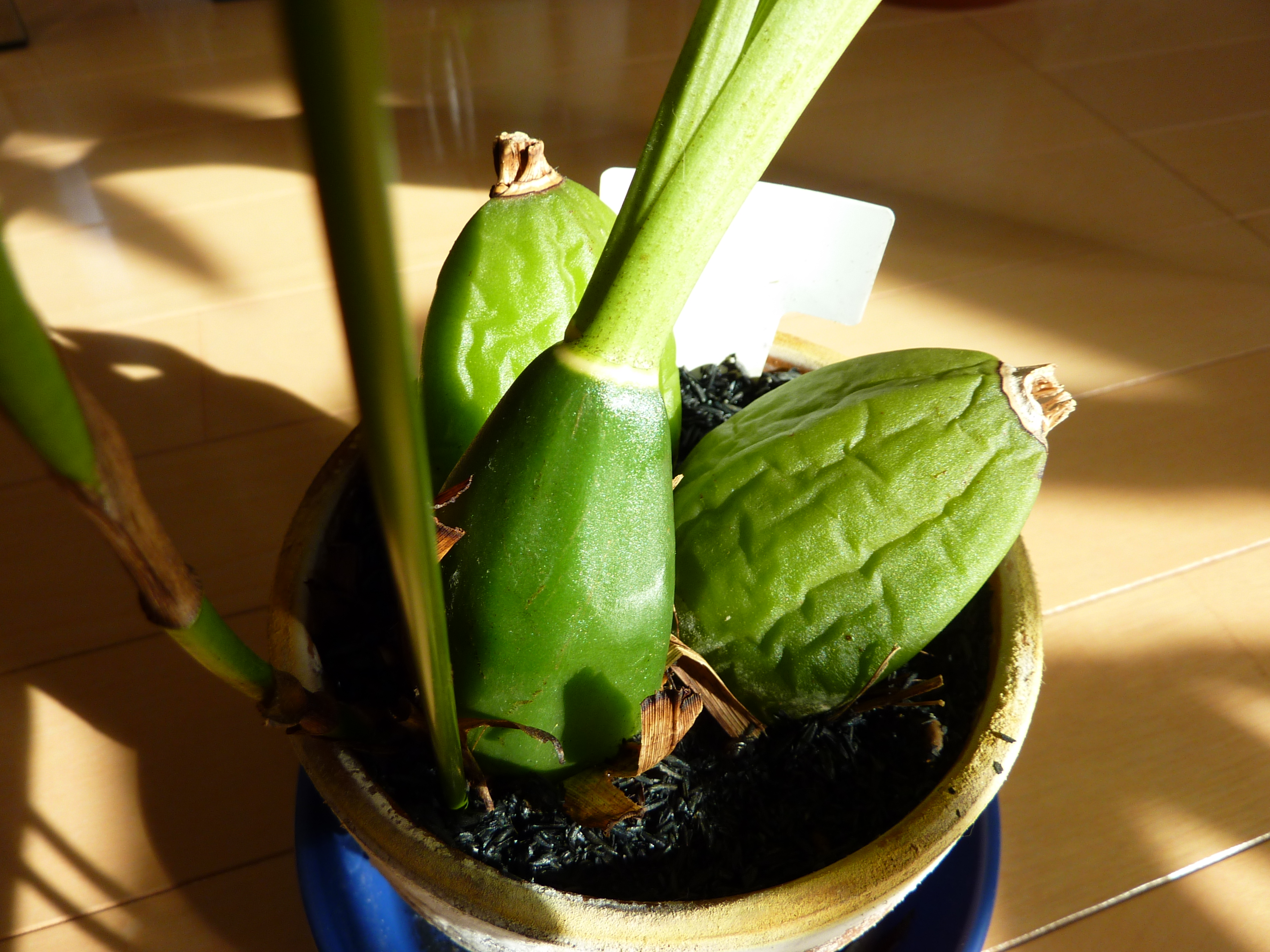 リカステのバルブ。