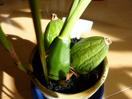 リカステのバルブ。