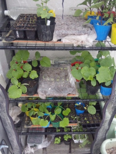 01簡易温室で果菜類育苗