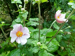 DSCN1466.jpg