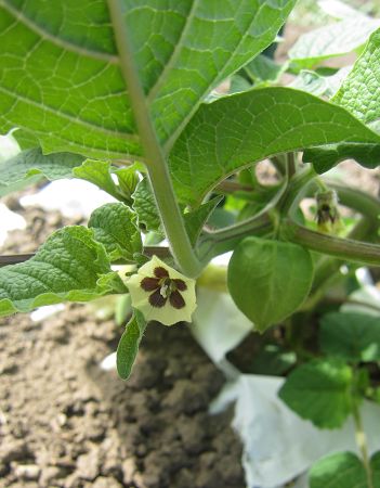 食用ほおずきの花.jpg