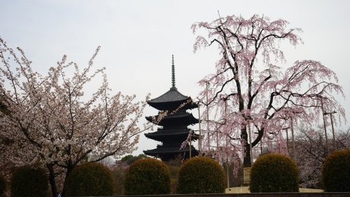 東寺　五重塔と枝垂れ桜2.jpg