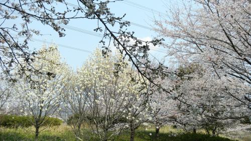 ハクモクレンと桜 (3).JPG